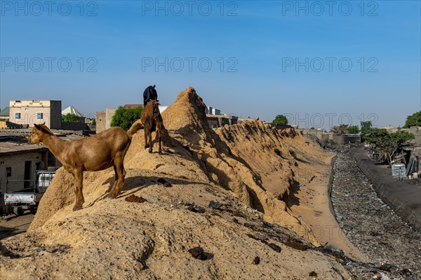Goats on the old sandstone wall