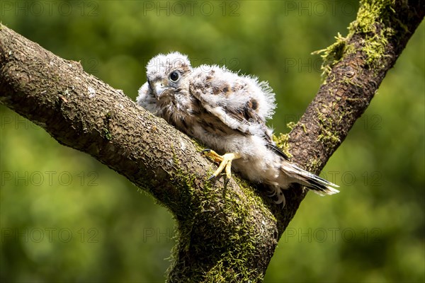 Common Common Kestrel (Falco tinnunculus)