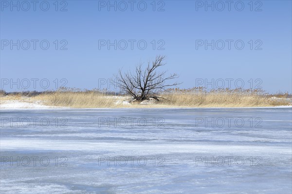 Winter landscape