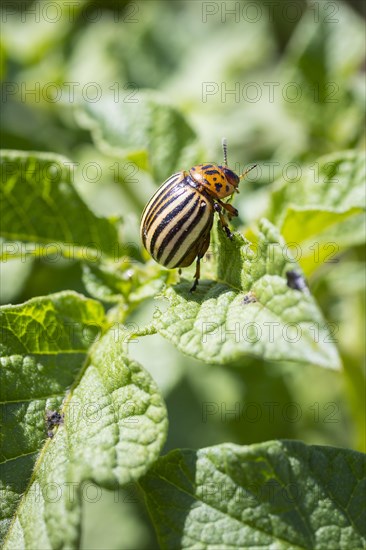 Colorado potato beetle (Leptinotarsa decemlineata) on the leaf of a potato (Solanum tuberosum)