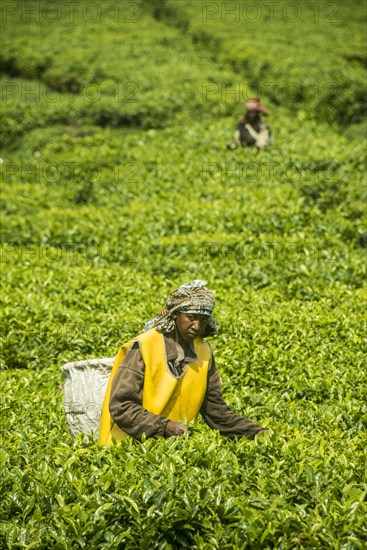 Tea plantation in the Virunga mountains