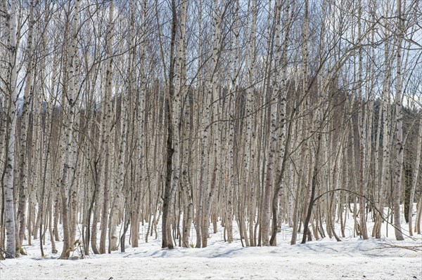 Birch tree forest