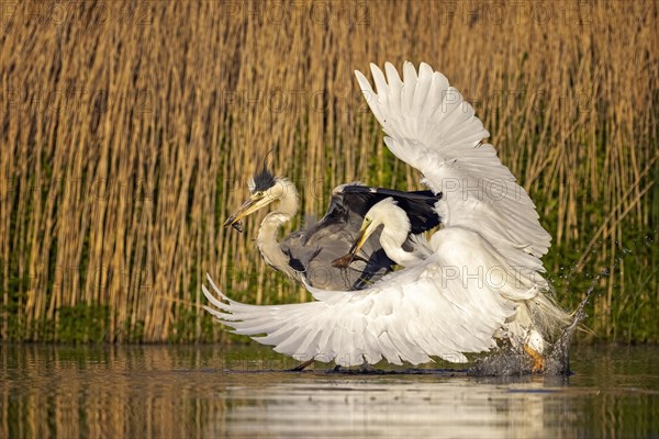 Grey heron (Ardea cinerea) and Great egret (Casmerodius albus) fighting over caught fish