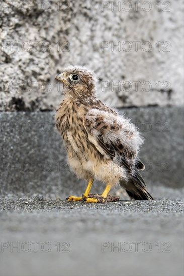 Common Common Kestrel (Falco tinnunculus)