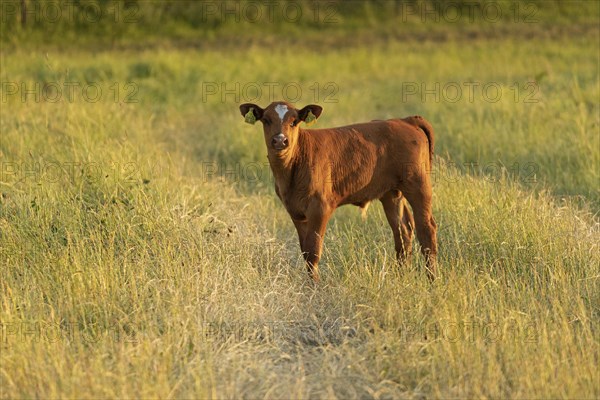 Calf at pasture