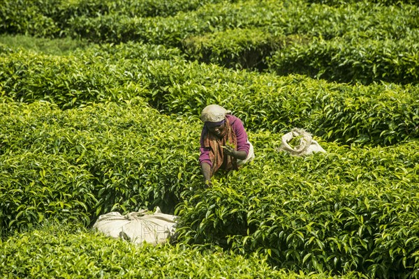 Tea worker working on a Tea plantation in the Virunga mountains