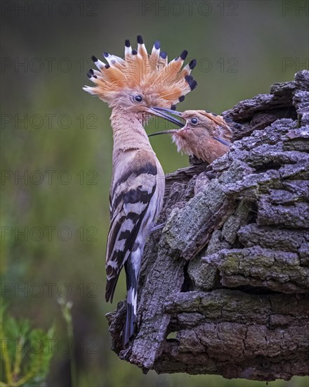 Hoopoe (Upupa epops) Old bird feeding young birds at the breeding hole
