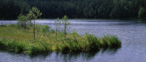 Floating island or oscillating grass in the Zakret Nature Reserve