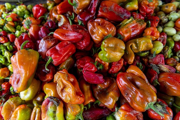 Peppers for sale