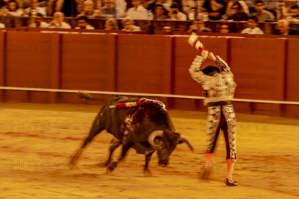 Banderillero with bull