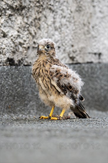 Common Common Kestrel (Falco tinnunculus)
