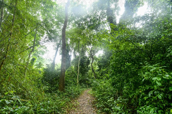 Unesco site Osun-Osogbo Sacred Grove