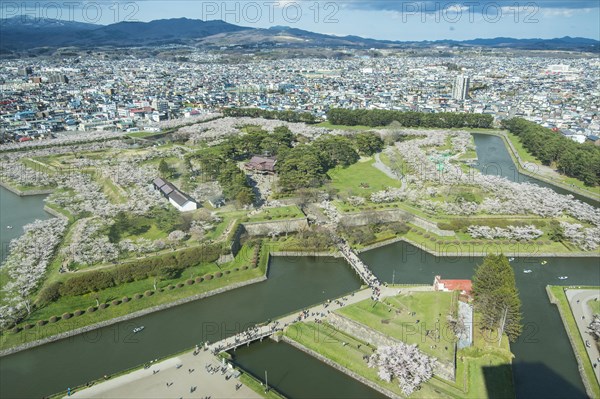 Star shaped Fort Goryokaku in the cherry blossom