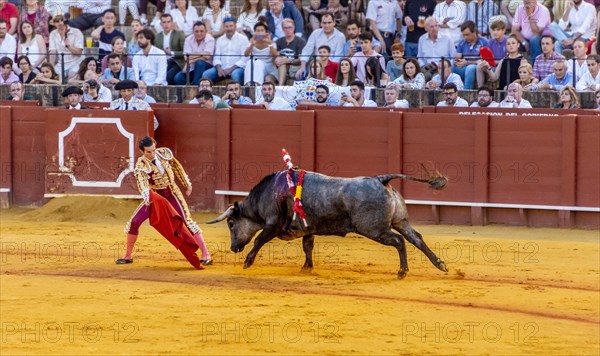 Matador with muleta with running bull