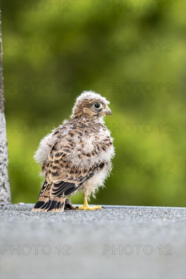 Common Common Kestrel (Falco tinnunculus)