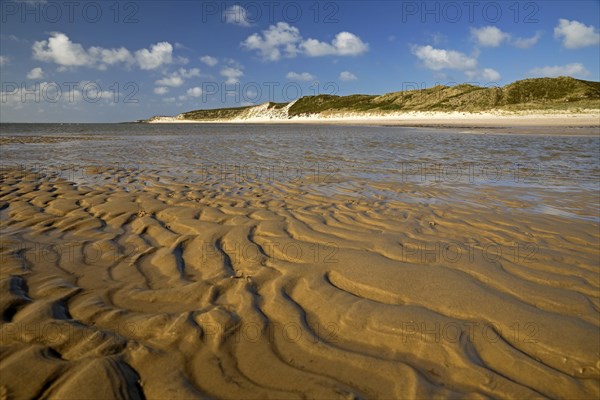 Spit with ripple pattern in yellow sand and dunes at low tide