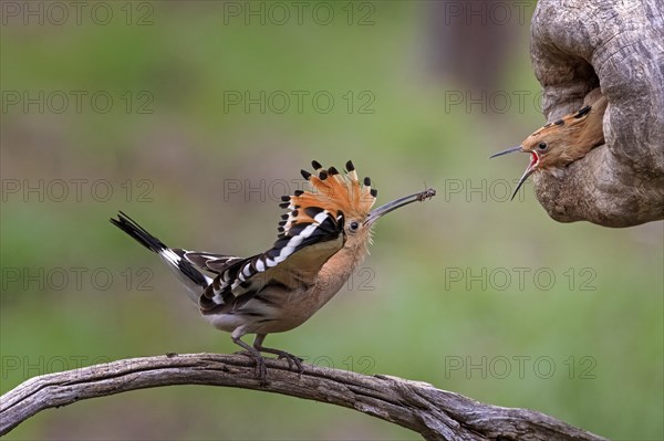 Hoopoe (Upupa epops) Old bird feeding young birds at the breeding hole