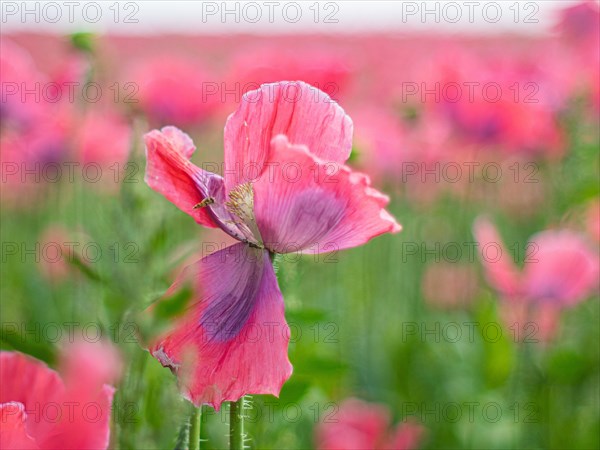 Poppy blossom