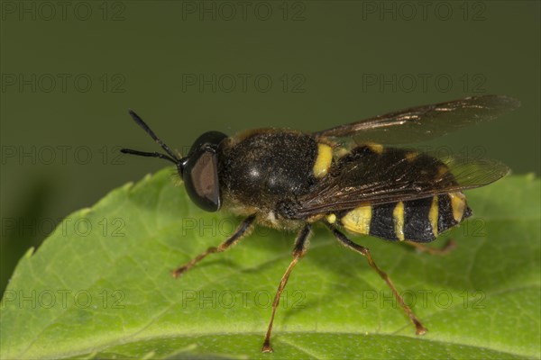 Weapon fly Stratiomys chamaeleon (Stratiomys chamaeleon) on a leaf