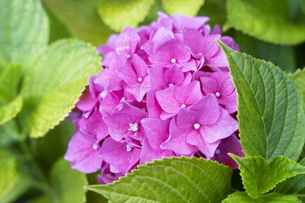 Hydrangea (Hydrangea) macrophylla