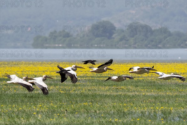 Flying Dalmatian pelicans (Pelecanus crispus) at Lake Kerkini with yellow flowers in the background