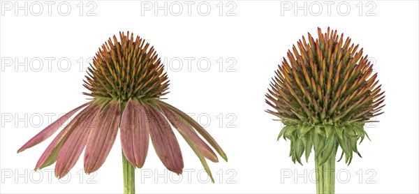 Red coneflower (coneflower (Echinacea)