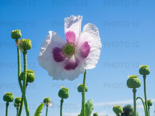 Poppy blossom