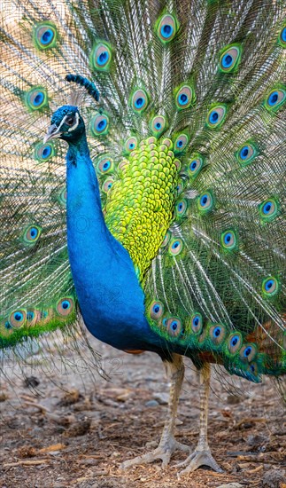 Peacock Indian peafowl (Pavo cristatus) beats wheel