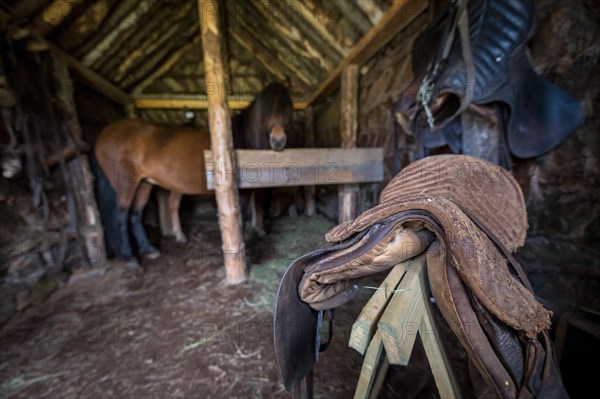 Saddles