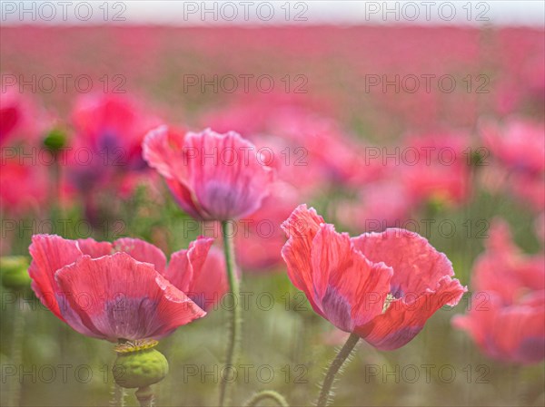Poppy blossom