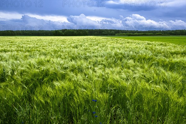 Barley field on a windy day. Near the village of Ciecholewy in Kashubia