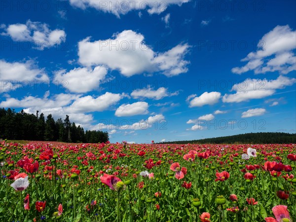 Poppy field