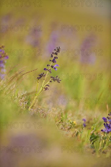 Meadow clary (Salvia pratensis) blooming in a meadow