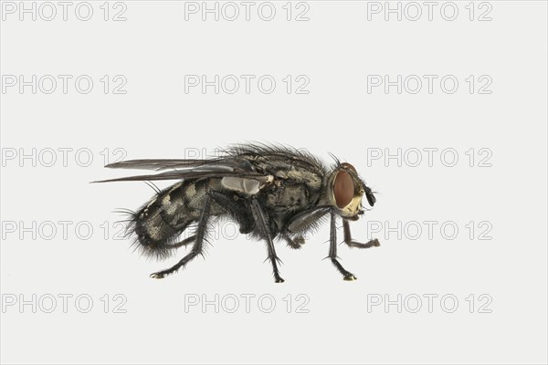 Grey Sarcophaga carnaria (Sarcophaga carnaria)