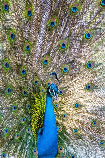 Peacock Indian peafowl (Pavo cristatus) beats wheel