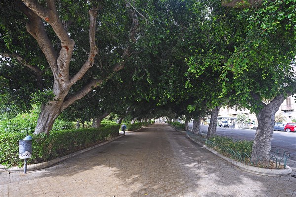 Path under ancient ficus tree (Ficus)
