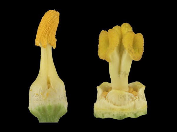 Zucchini (Cucurbita pepo subsp. pepo convar. giromontiina)