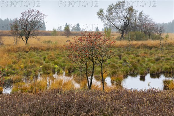 Autumn In the Platten Venn