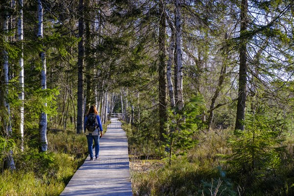 Hiker on the wooden plank path