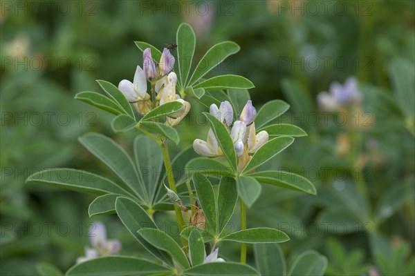 Flowers of a broad bean (Vicia faba)