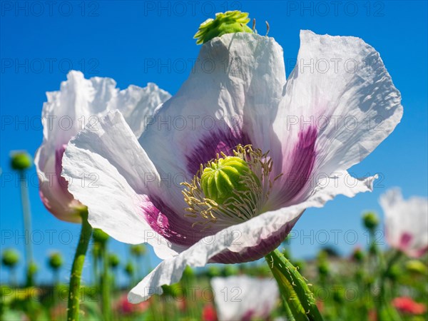 Poppy blossom