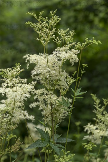 Meadowsweet (Filipendula ulmaria)