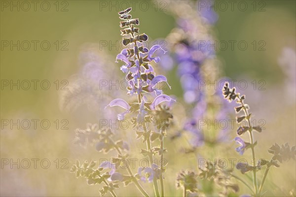 Meadow clary (Salvia pratensis) blooming in a meadow