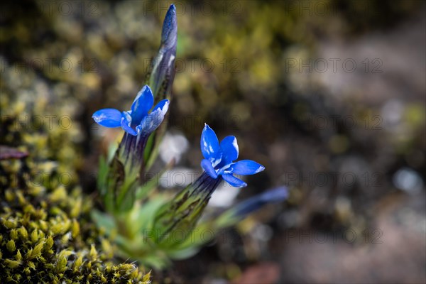 Blue gentian Clusius' gentian (Gentiana clusii)