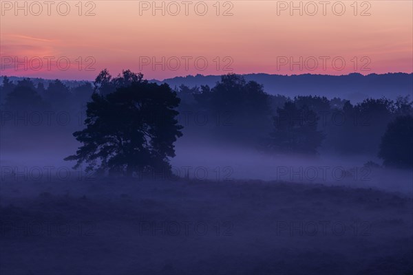 Common Heather (Calluna vulgaris) in the morning mist