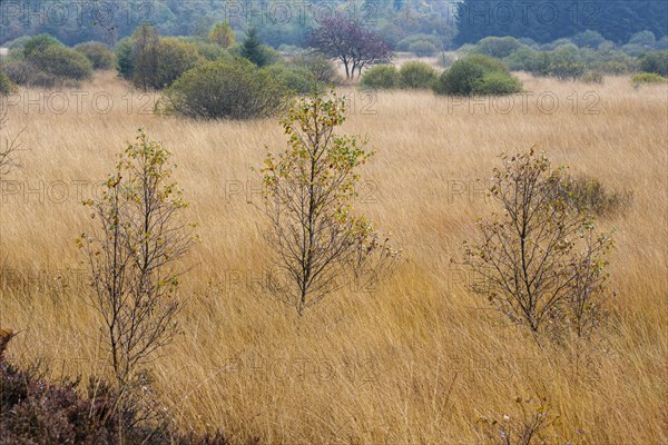 Autumn In the Platten Venn