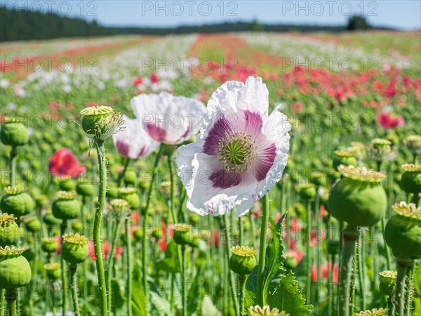 Poppy field