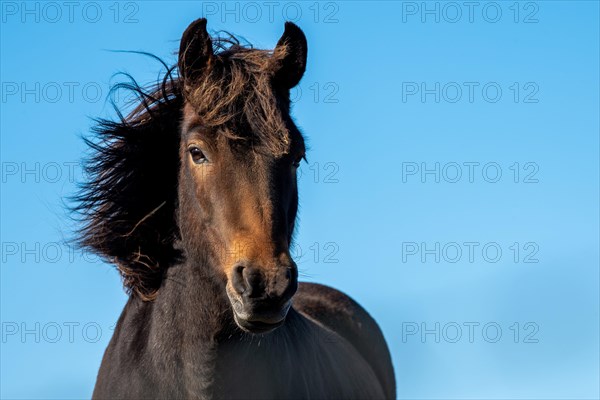Icelandic horse (Equus islandicus)