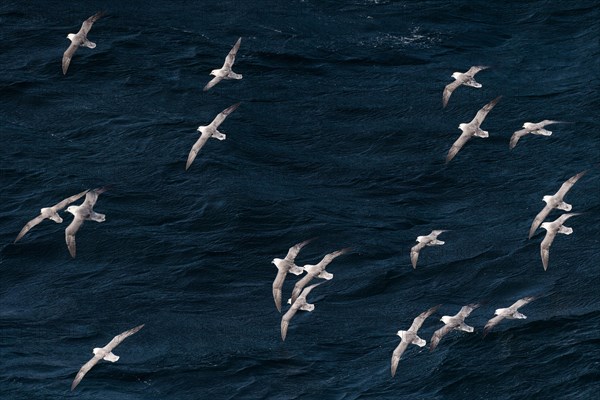 Northern fulmars (Fulmarus glacialis) in flight