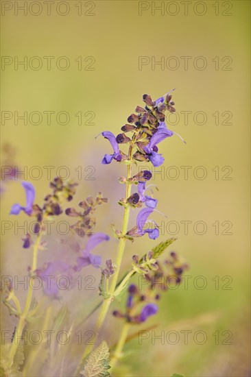 Meadow clary (Salvia pratensis) blooming in a meadow